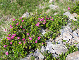 alpenrosen wandern ferienwohnung haus gisela mayrhofen